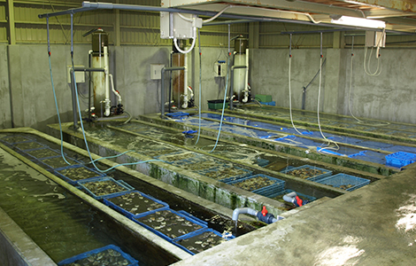 海の食材を幅広く扱う総合力