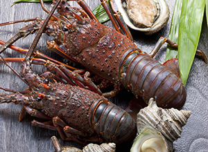 選りすぐりの食材