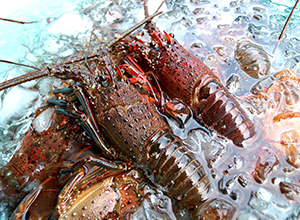 活〆冷凍伊勢海老